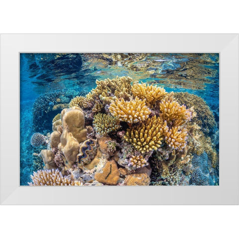 Reef of Mayotte White Modern Wood Framed Art Print by Gabriel, Barathieu