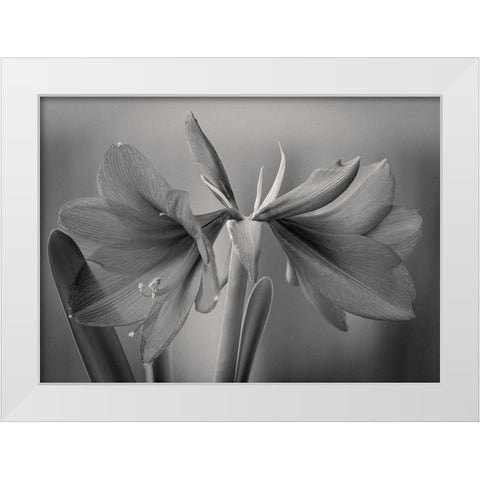 Elegance White Modern Wood Framed Art Print by Rauwerdink, Jan