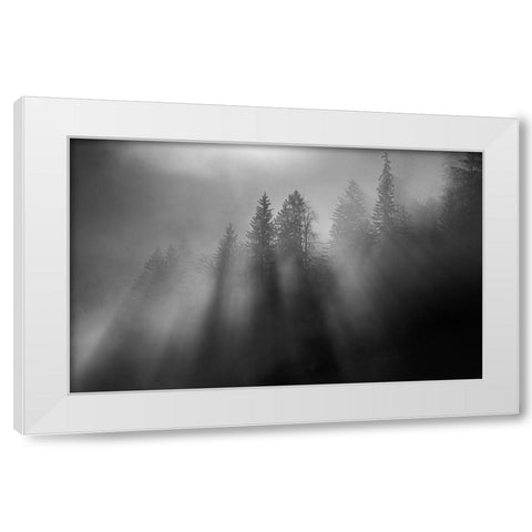 Wintersun White Modern Wood Framed Art Print by Dauer, Andy