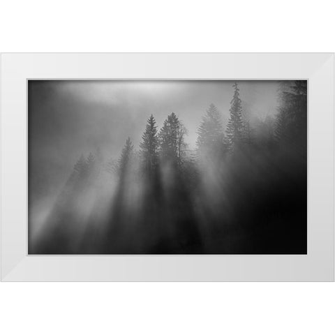 Wintersun White Modern Wood Framed Art Print by Dauer, Andy