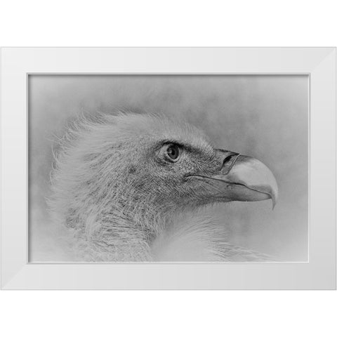 Bald Eagle White Modern Wood Framed Art Print by Andreescu, Cristian
