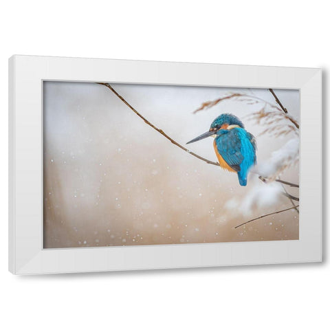 Common Kingfisher White Modern Wood Framed Art Print by Vasilev, Yordan