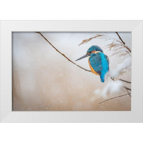 Common Kingfisher White Modern Wood Framed Art Print by Vasilev, Yordan
