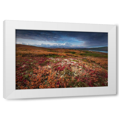 Denali in Fall color at sunrise-Wonder Lake Camping Ground White Modern Wood Framed Art Print by Howard Liu, Hao