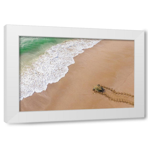 Turtle Season White Modern Wood Framed Art Print by AL Farsi, Haitham