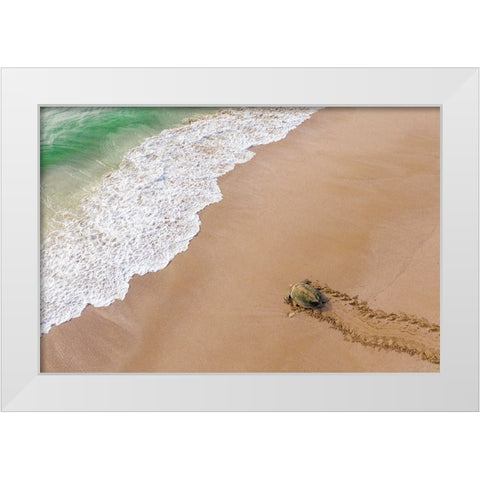 Turtle Season White Modern Wood Framed Art Print by AL Farsi, Haitham