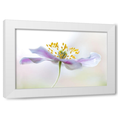 Wood Anemone White Modern Wood Framed Art Print by Disher, Mandy