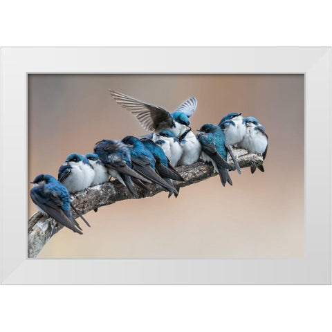 No room No problem I will make myself some room White Modern Wood Framed Art Print by Chang, Cheng