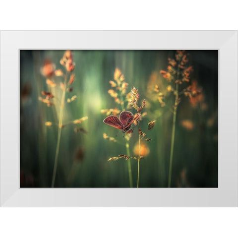 Last Light White Modern Wood Framed Art Print by Vinogradof, Florentin