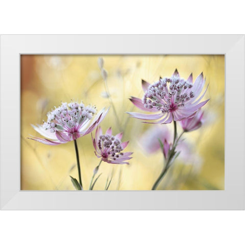 Astrantia Major White Modern Wood Framed Art Print by Disher, Mandy