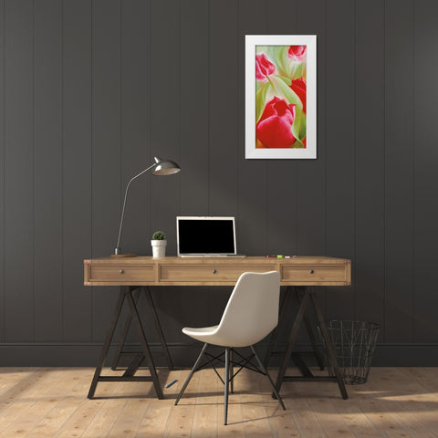Tulpen II White Modern Wood Framed Art Print by Schmucker, Annette