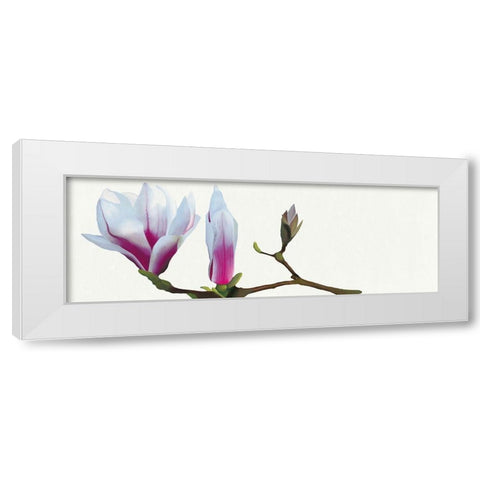 Magnolia solitaire White Modern Wood Framed Art Print by Andrew, Stephanie