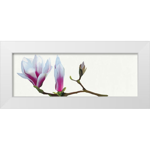 Magnolia solitaire White Modern Wood Framed Art Print by Andrew, Stephanie