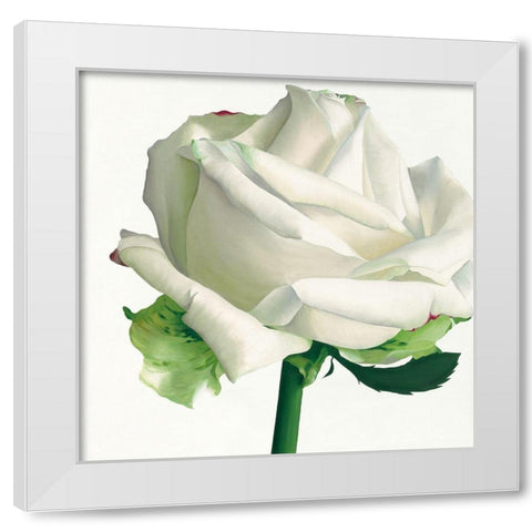 White Rose I White Modern Wood Framed Art Print by Andrew, Stephanie