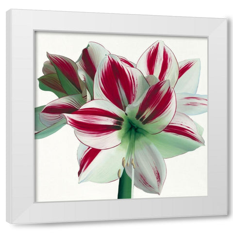 Amaryllis White Modern Wood Framed Art Print by Andrew, Stephanie