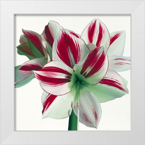 Amaryllis White Modern Wood Framed Art Print by Andrew, Stephanie