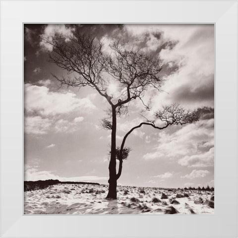 Lone Tree # 2-Peak District-England White Modern Wood Framed Art Print by Butcher, Dave