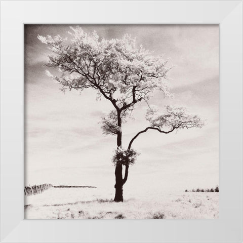 Lone Tree # 3-Peak District-England White Modern Wood Framed Art Print by Butcher, Dave
