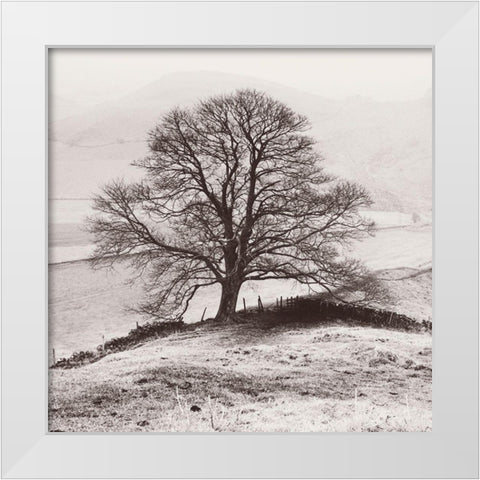 Misty Tree-Peak District- England White Modern Wood Framed Art Print by Butcher, Dave