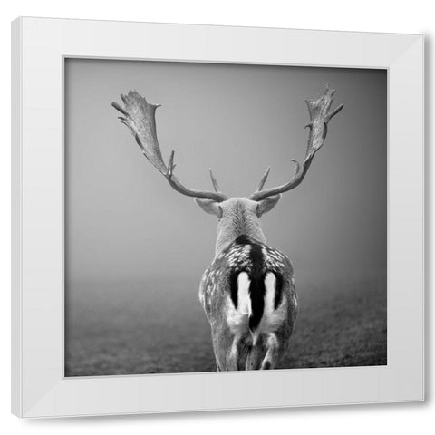 Platzhirsch... White Modern Wood Framed Art Print by Steger, Uwe