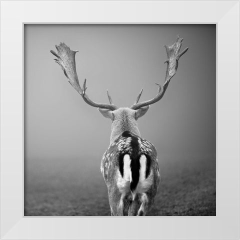 Platzhirsch... White Modern Wood Framed Art Print by Steger, Uwe