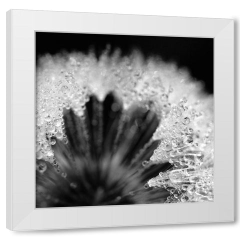 Sensitive Pearls White Modern Wood Framed Art Print by Steger, Uwe