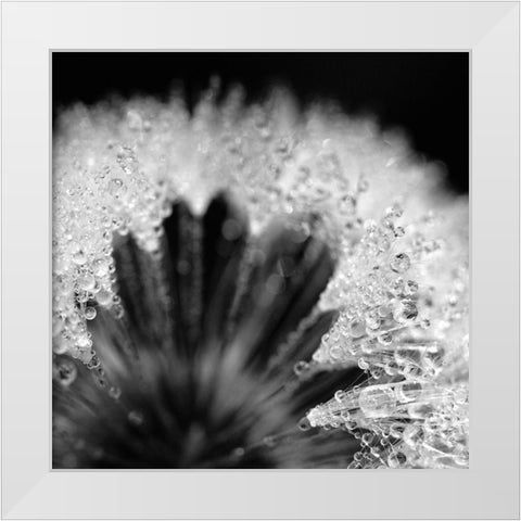 Sensitive Pearls White Modern Wood Framed Art Print by Steger, Uwe