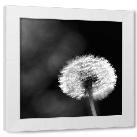 Summerspirit... White Modern Wood Framed Art Print by Steger, Uwe