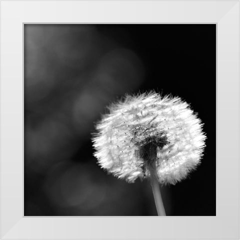 Summerspirit... White Modern Wood Framed Art Print by Steger, Uwe