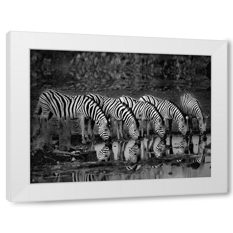 Zebras Reflection White Modern Wood Framed Art Print by Ortega, Xavier