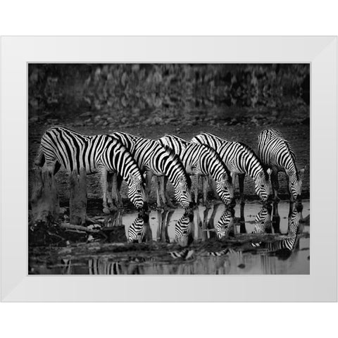Zebras Reflection White Modern Wood Framed Art Print by Ortega, Xavier