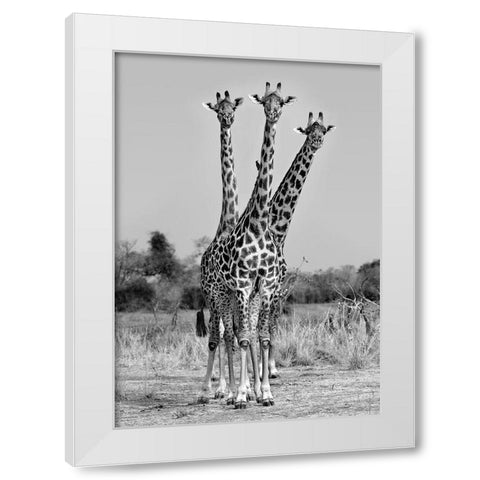 Giraffes Three White Modern Wood Framed Art Print by Ortega, Xavier