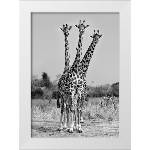 Giraffes Three White Modern Wood Framed Art Print by Ortega, Xavier