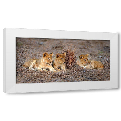 Lions Cub White Modern Wood Framed Art Print by Ortega, Xavier