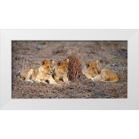 Lions Cub White Modern Wood Framed Art Print by Ortega, Xavier