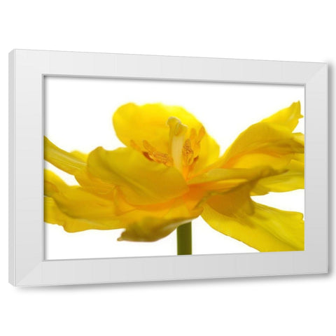 Frontside White Modern Wood Framed Art Print by Steger, Uwe