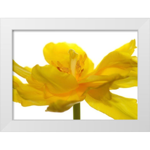 Frontside White Modern Wood Framed Art Print by Steger, Uwe