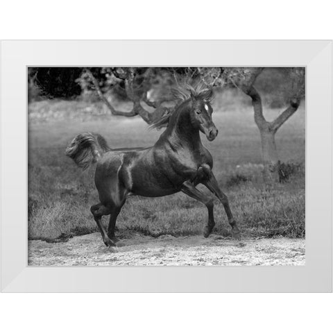 Feeling Free White Modern Wood Framed Art Print by Llovet, Jorge