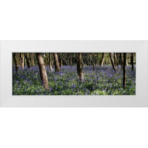 Bluebell Wood lI White Modern Wood Framed Art Print by Lambert, Tom