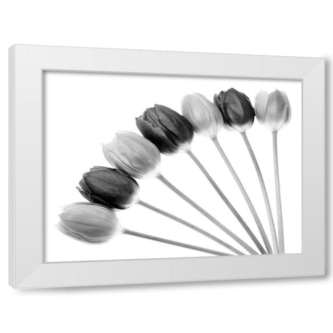 Tulips Array l White Modern Wood Framed Art Print by Lambert, Tom
