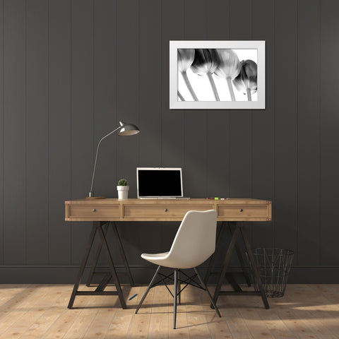 Tulips Array ll White Modern Wood Framed Art Print by Lambert, Tom