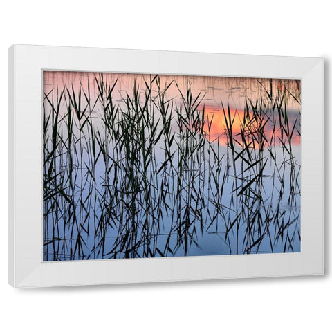 Summer Reed White Modern Wood Framed Art Print by Strand, Hans