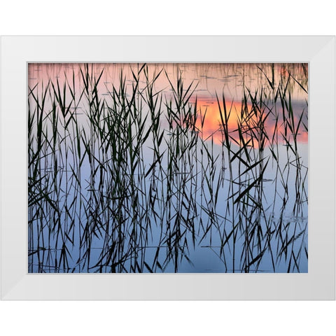 Summer Reed White Modern Wood Framed Art Print by Strand, Hans
