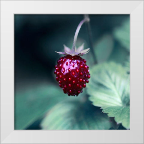 Taste of Summer White Modern Wood Framed Art Print by Seidel, Lily Andrea