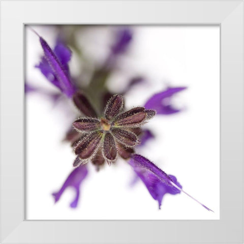Salvia officinalis White Modern Wood Framed Art Print by Durnberger, Sonja