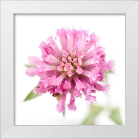 Trifolium pratense White Modern Wood Framed Art Print by Durnberger, Sonja