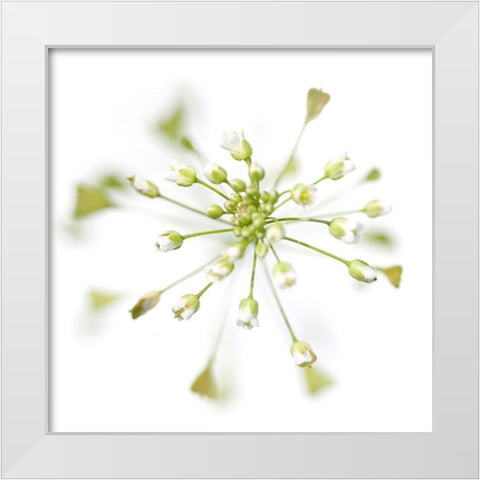 Capsella bursa-pastoris White Modern Wood Framed Art Print by Durnberger, Sonja