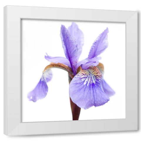 Iris versicolor White Modern Wood Framed Art Print by Durnberger, Sonja