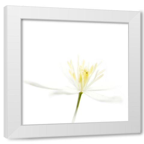 Clematis recta White Modern Wood Framed Art Print by Durnberger, Sonja