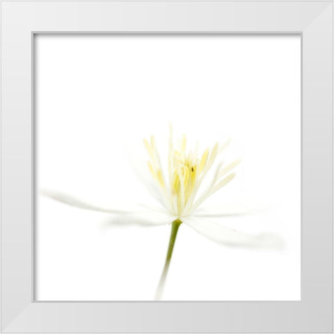 Clematis recta White Modern Wood Framed Art Print by Durnberger, Sonja